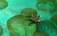 Pink Water Lily