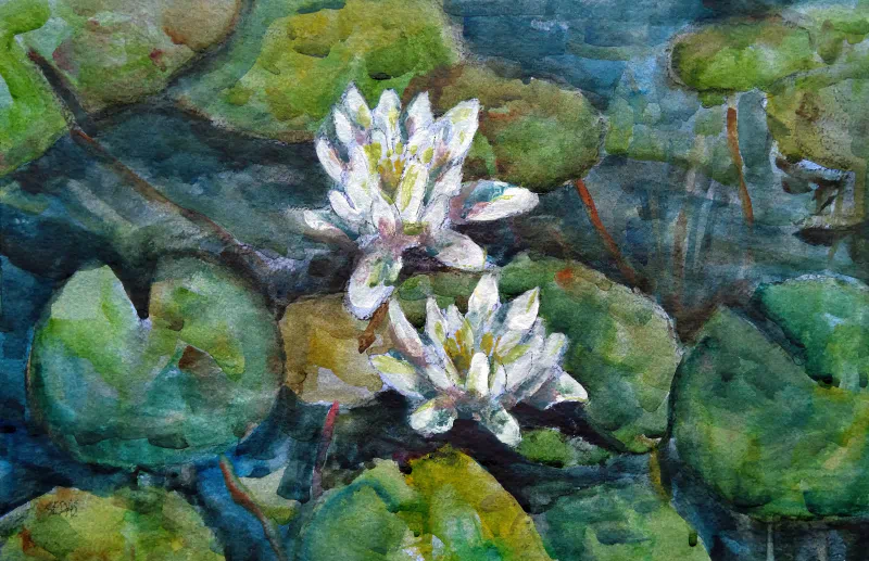 White Water Lilies